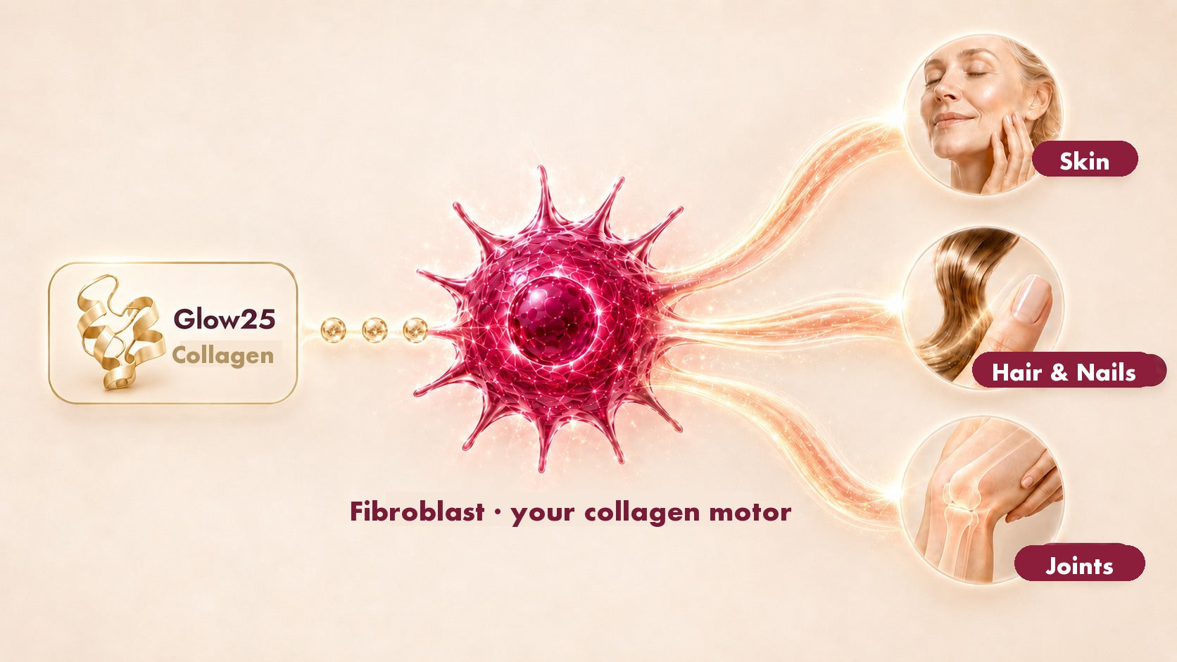 Glow25 Collagen reaches the fibroblast, which uses it to form Collagen for skin, hair, nails and joints.