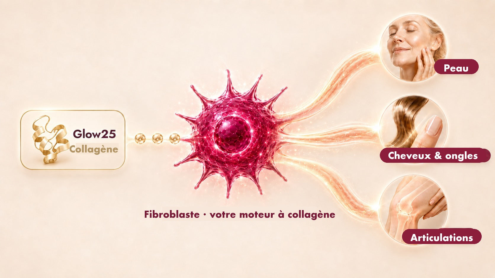 Glow25 Collagène kommt zum Fibroblasten, der daraus Kollagen f&uuml;r Haut, Haare, N&auml;gel und Gelenke bildet.