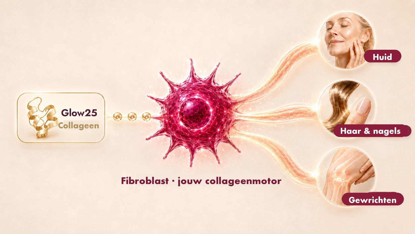 Glow25 Collageen kommt zum Fibroblasten, der daraus Kollagen f&uuml;r Haut, Haare, N&auml;gel und Gelenke bildet.